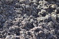Mushroom Compost
